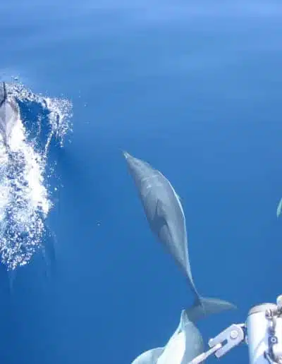 See dolphins from boat in Benalmádena, Málaga