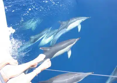 ver delfines en altamar catamaran dragon de oro