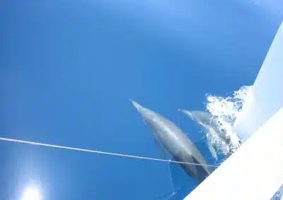 See dolphins from boat in Benalmádena, Málaga