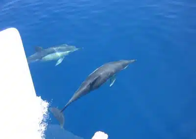 Dolphin spotting boat in the Mediterranean, Malaga