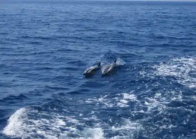 see dolphins on catamaran in Benalmadena, Malaga