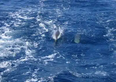 see dolphins on catamaran in Benalmadena, Malaga