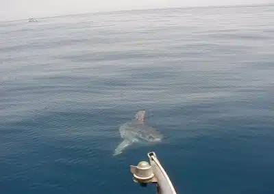 Whale spotting in Malaga