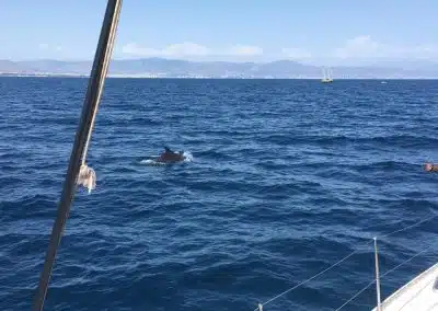 Dolphin spotting in Benalmádena, Málaga