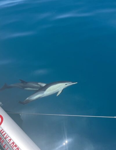 Dolphin spotting aboard a catamaran in Benalmádena