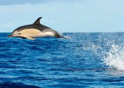 delfin Comun