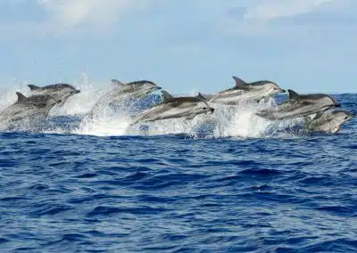Pod of striped dolphins