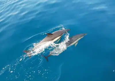 dolphins in Benalmádena