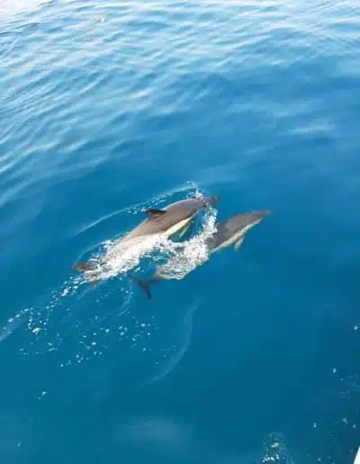 dolphins in Benalmádena