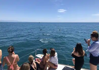 Dolphin spotting boat in Puerto Marina, Benalmadena