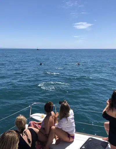 Dolphin spotting boat in Puerto Marina, Benalmadena