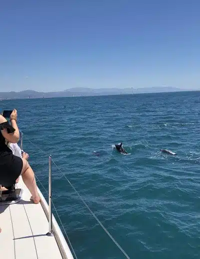 see dolphins in the sea
