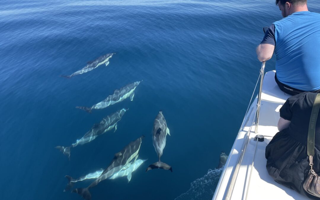 Personas disfrutando de delfines que nadan alrededor del barco