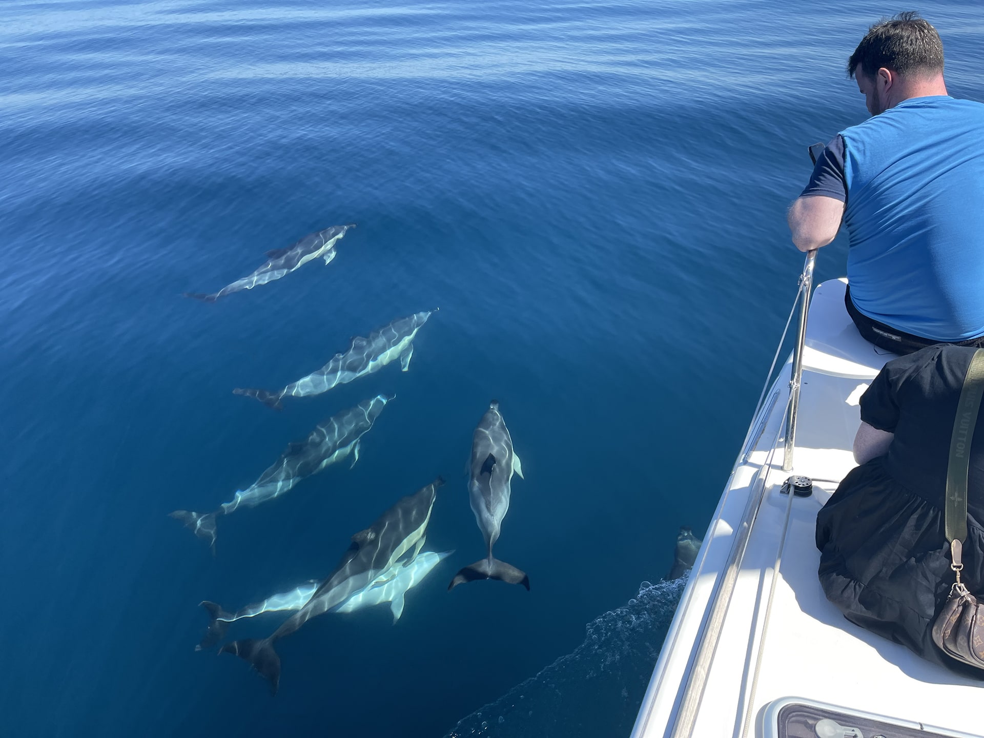 Avistamiento de delfines en Barco en Benalmádena - Catamarán Dragón de Oro-min